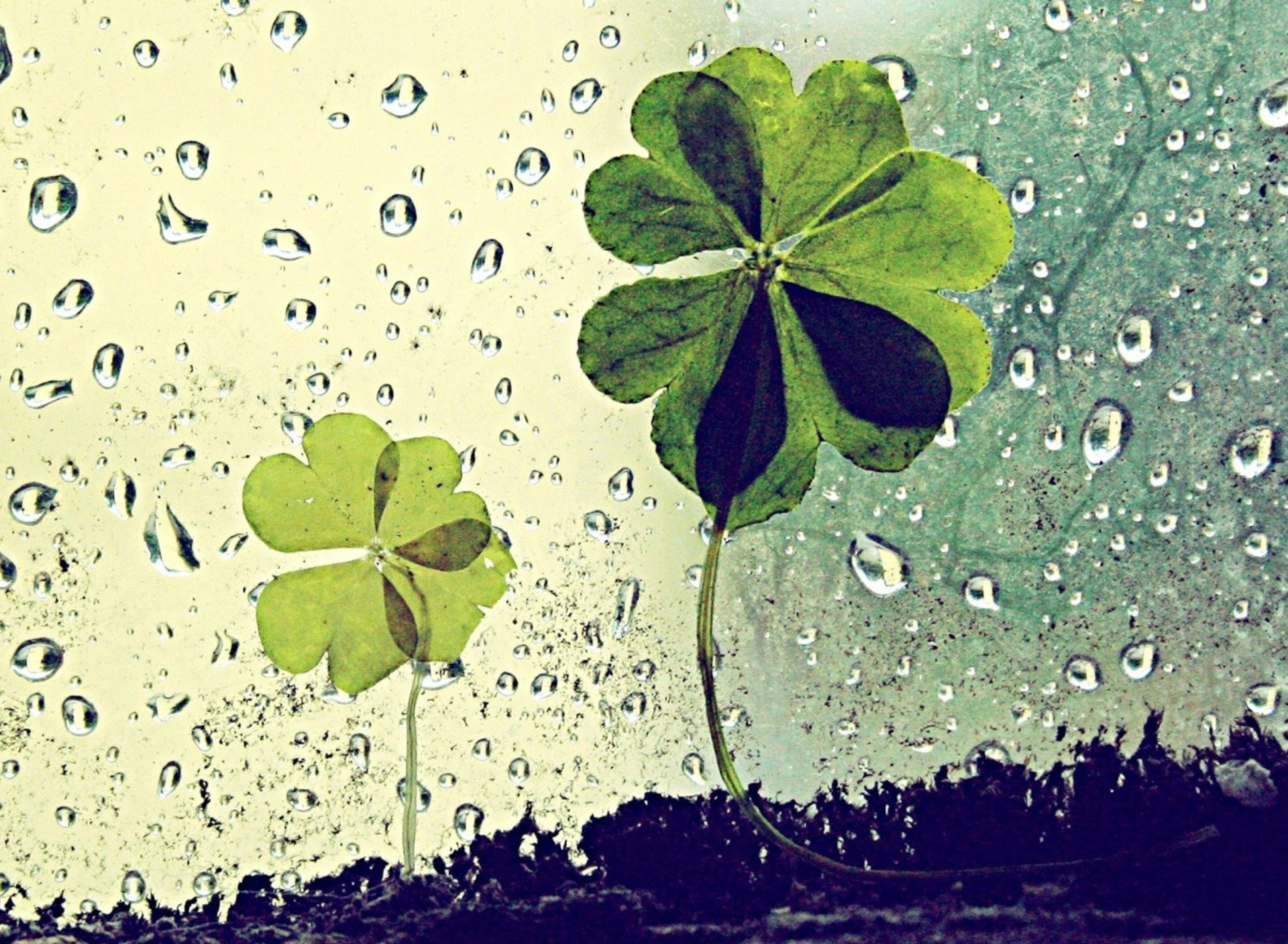 Обои Clover Leaves And Dew Drops 1920x1408