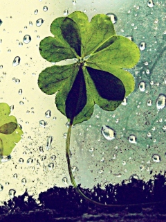 Clover Leaves And Dew Drops wallpaper 240x320