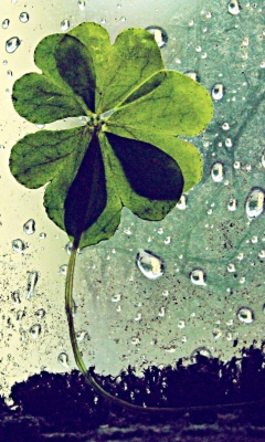 Обои Clover Leaves And Dew Drops 240x400
