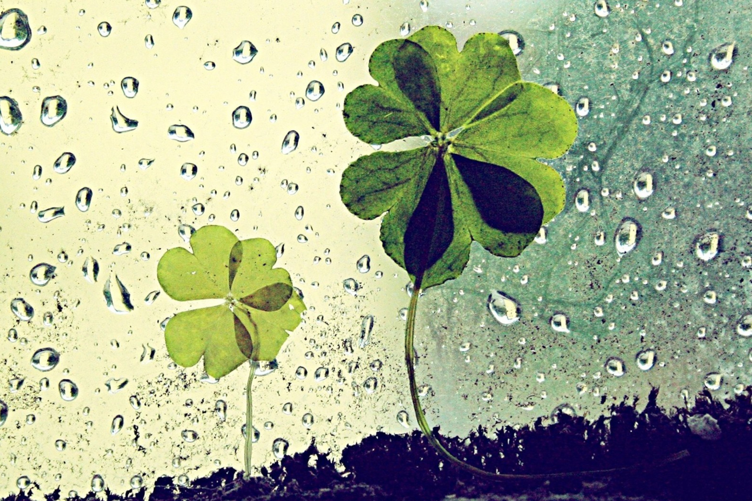 Screenshot №1 pro téma Clover Leaves And Dew Drops 2880x1920