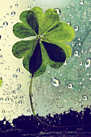 Обои Clover Leaves And Dew Drops 320x480