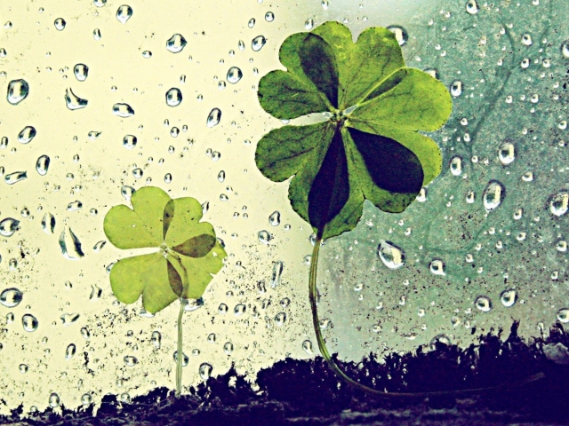 Das Clover Leaves And Dew Drops Wallpaper 640x480