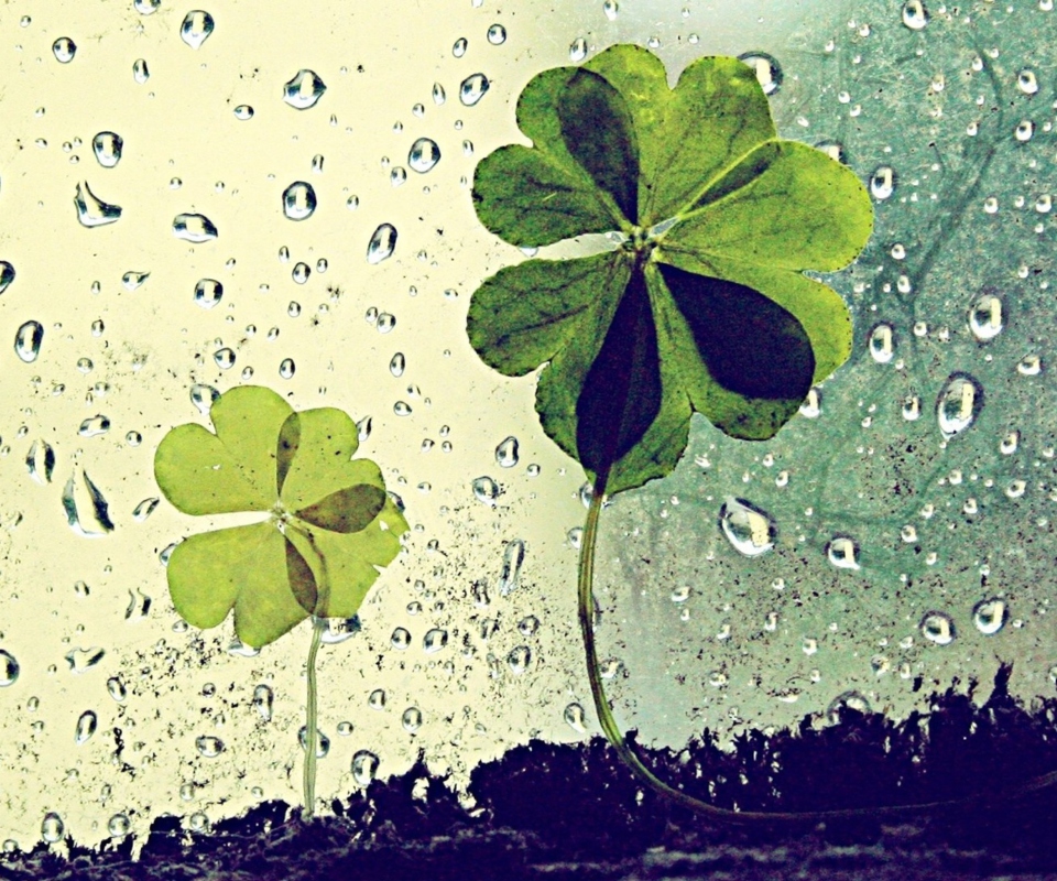 Fondo de pantalla Clover Leaves And Dew Drops 960x800