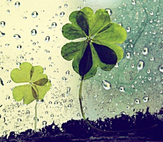 Clover Leaves And Dew Drops Wallpaper for iPad