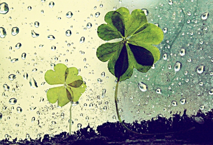 Clover Leaves And Dew Drops wallpaper