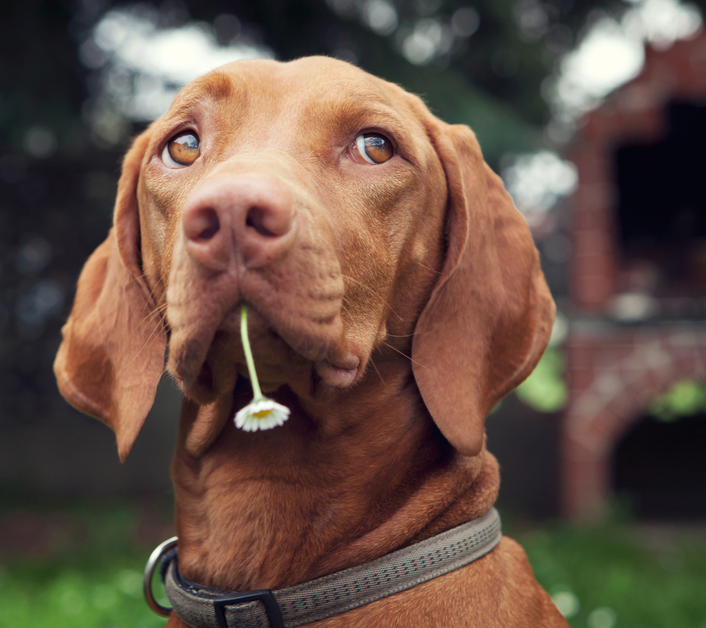 Dog With Daisy wallpaper 1440x1280