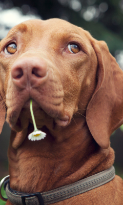 Dog With Daisy wallpaper 240x400