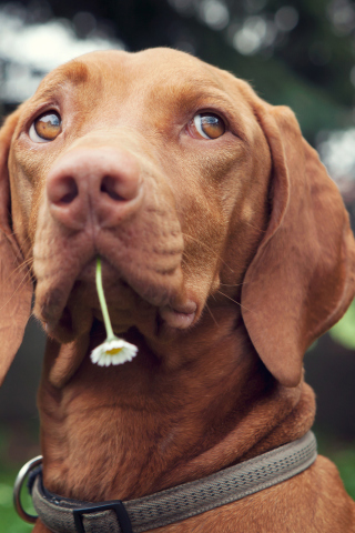 Dog With Daisy wallpaper 320x480