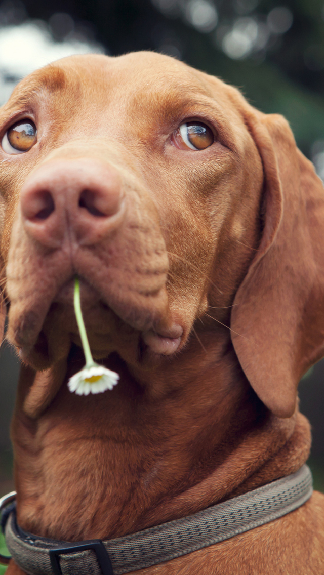 Dog With Daisy wallpaper 640x1136