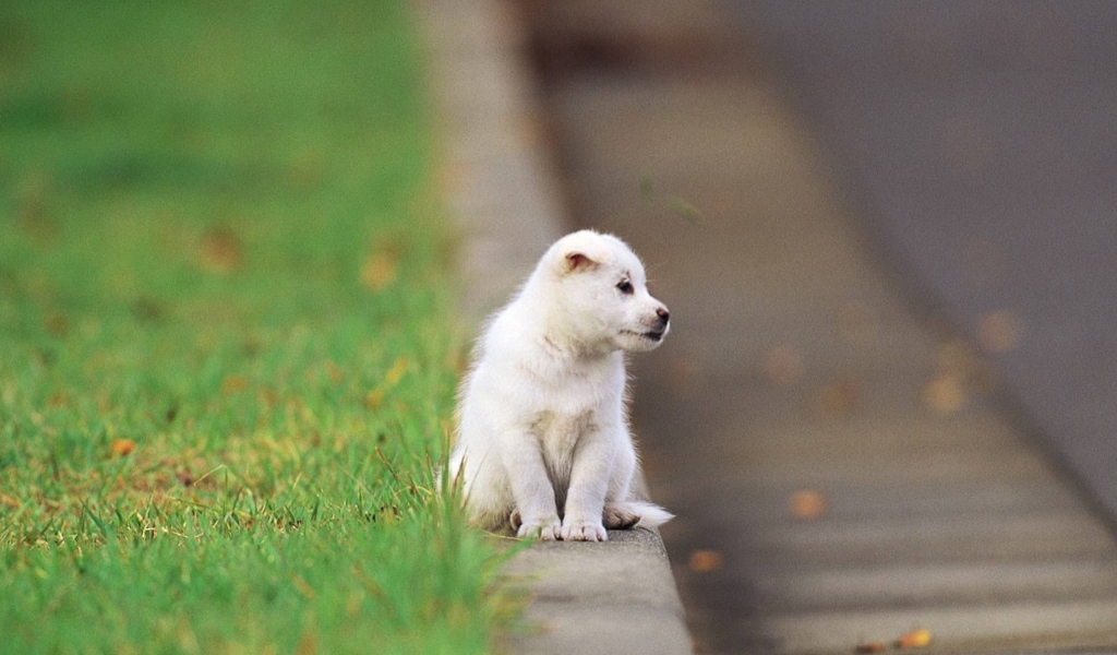 Little Puppy On The Street screenshot #1 1024x600