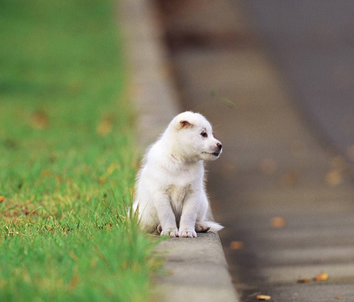 Fondo de pantalla Little Puppy On The Street 1200x1024