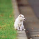 Das Little Puppy On The Street Wallpaper 128x128