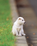 Fondo de pantalla Little Puppy On The Street 128x160