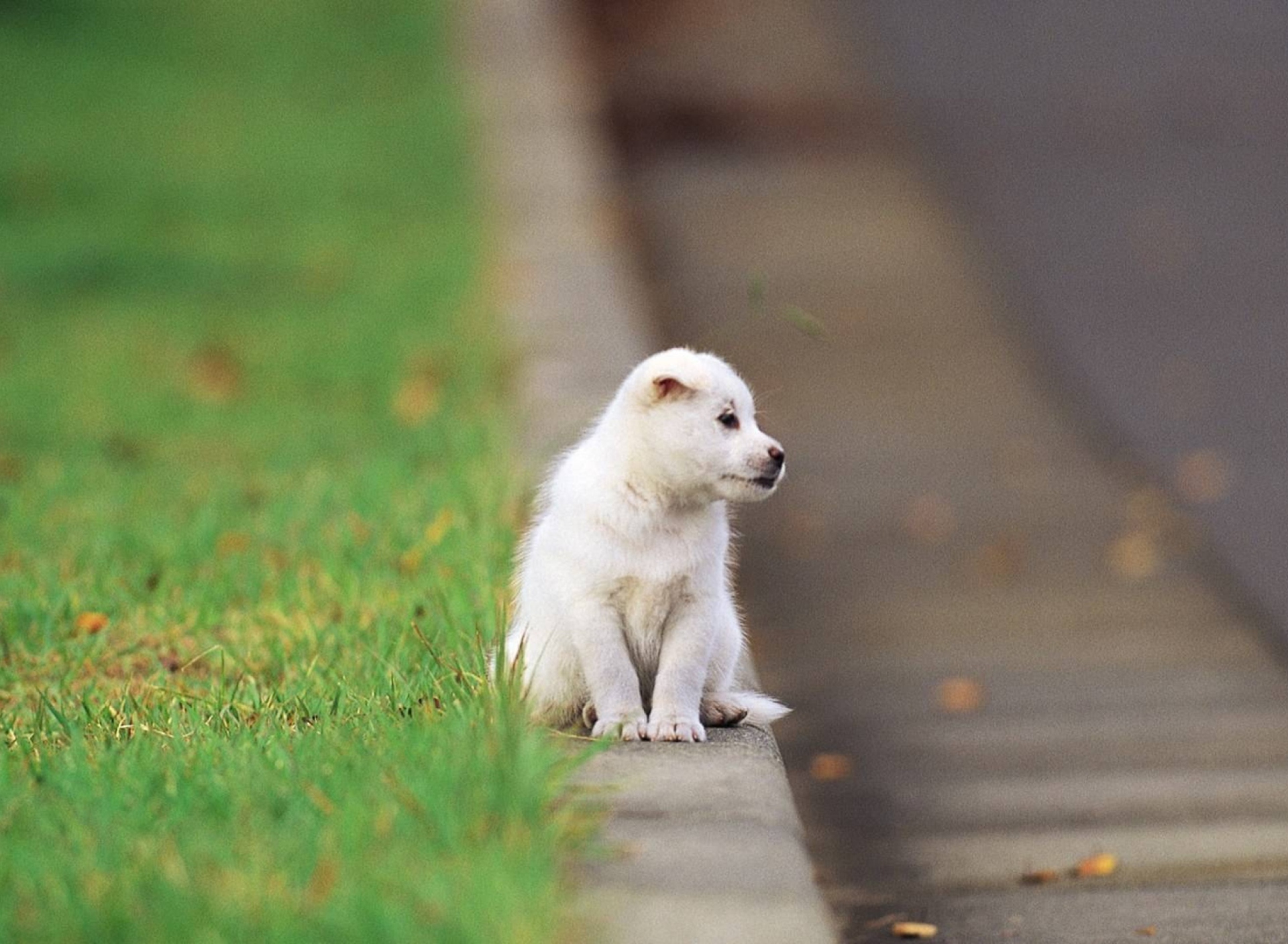 Fondo de pantalla Little Puppy On The Street 1920x1408