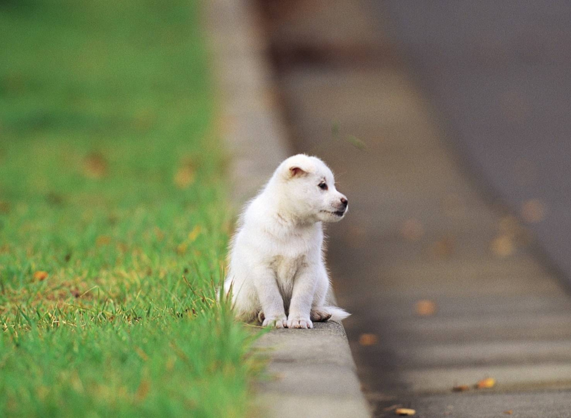 Обои Little Puppy On The Street 1920x1408