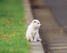 Fondo de pantalla Little Puppy On The Street 220x176