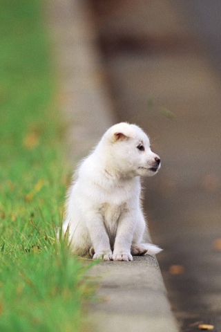 Little Puppy On The Street screenshot #1 320x480