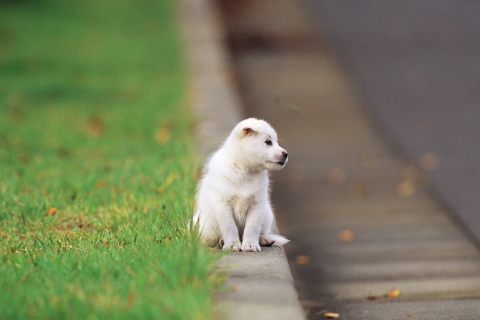 Fondo de pantalla Little Puppy On The Street 480x320