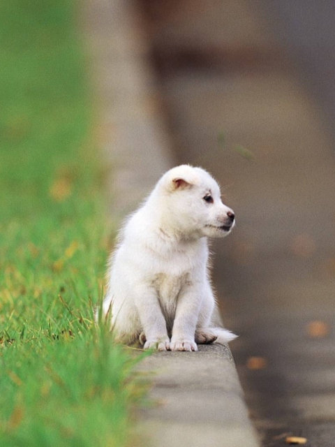 Sfondi Little Puppy On The Street 480x640