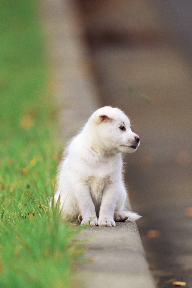 Fondo de pantalla Little Puppy On The Street 640x960