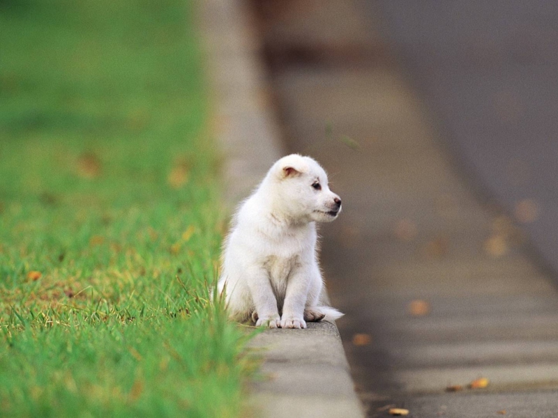 Sfondi Little Puppy On The Street 800x600