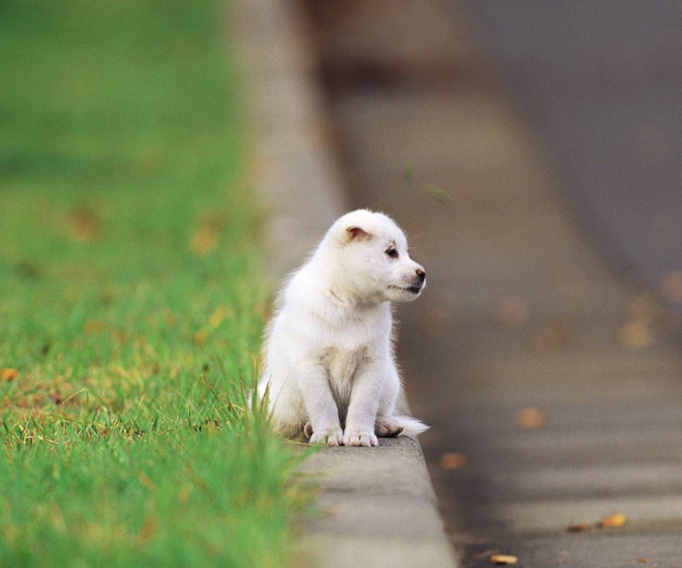 Das Little Puppy On The Street Wallpaper 960x800