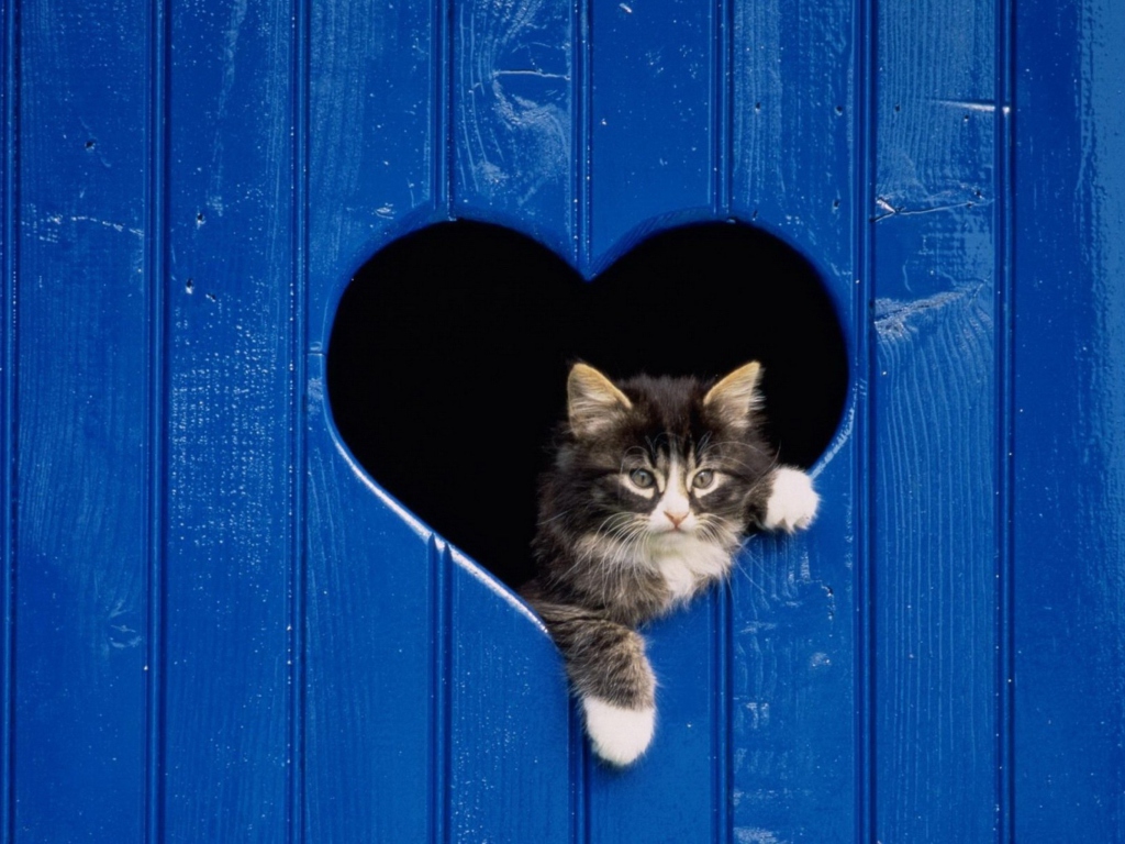 Обои Cat In Heart-Shaped Window 1024x768