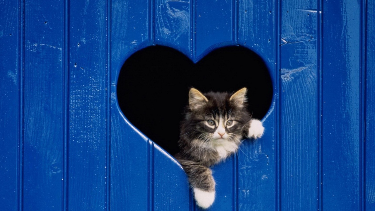Обои Cat In Heart-Shaped Window 1280x720