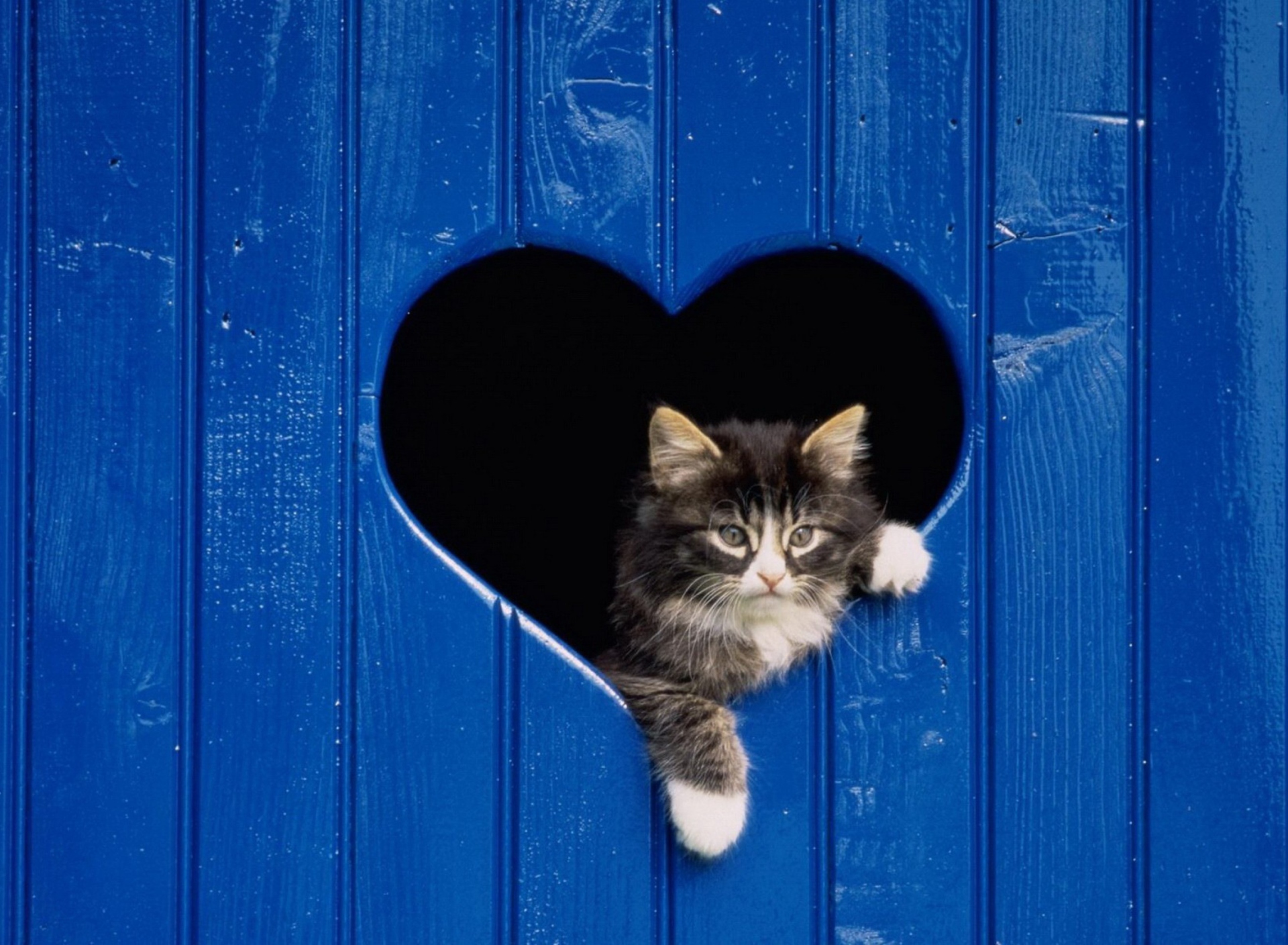 Обои Cat In Heart-Shaped Window 1920x1408