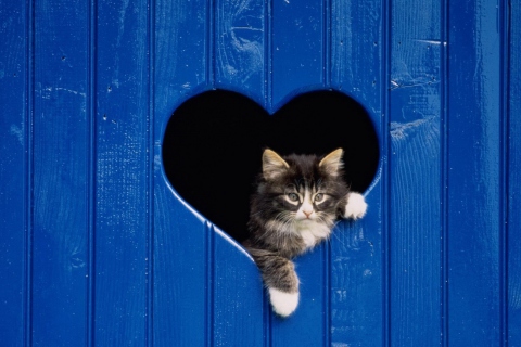 Обои Cat In Heart-Shaped Window 480x320