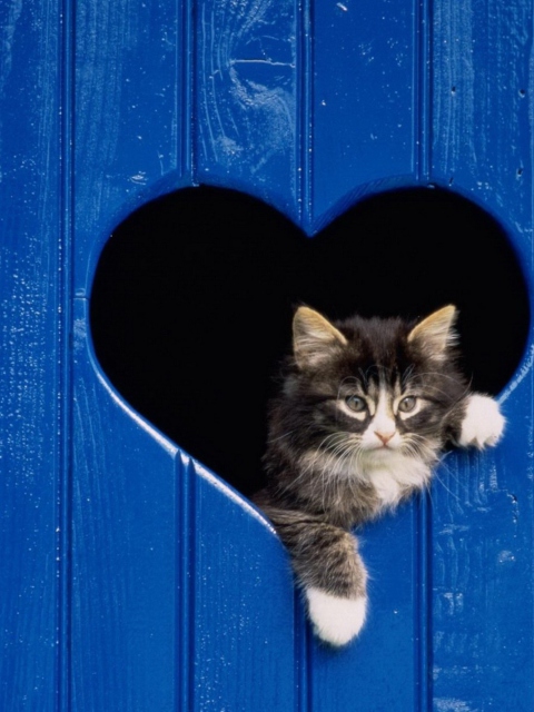 Das Cat In Heart-Shaped Window Wallpaper 480x640