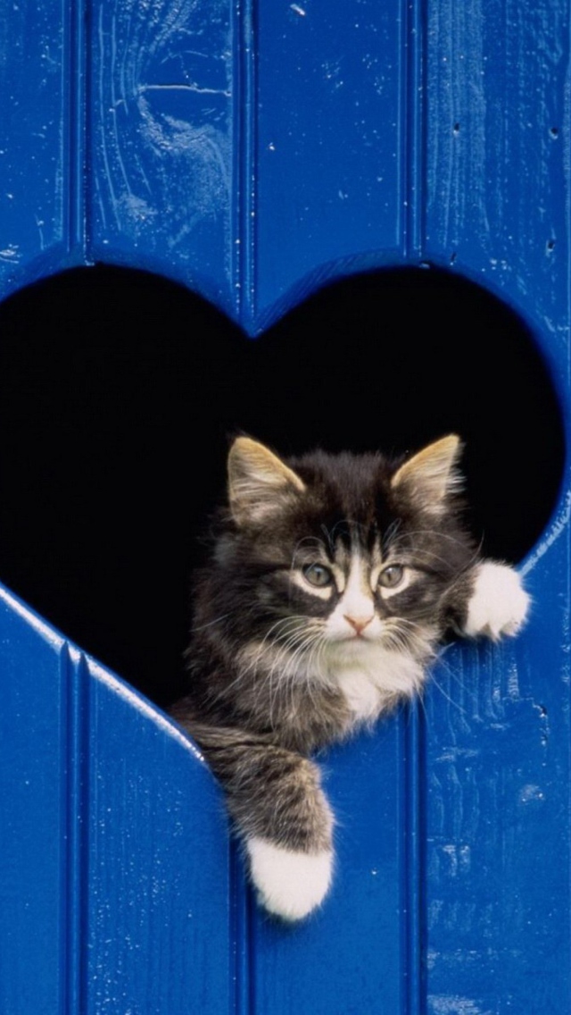 Fondo de pantalla Cat In Heart-Shaped Window 640x1136