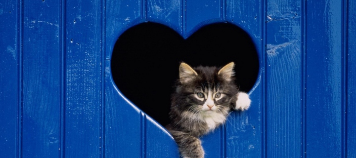 Das Cat In Heart-Shaped Window Wallpaper 720x320