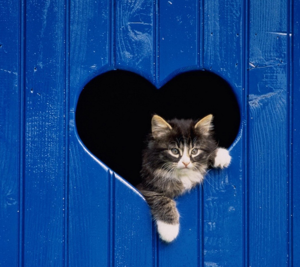 Das Cat In Heart-Shaped Window Wallpaper 960x854