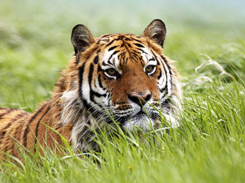 Wild Siberian Tiger wallpaper 1024x768