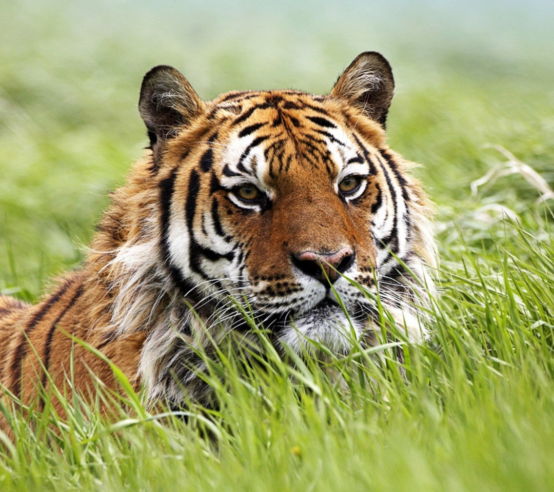 Das Wild Siberian Tiger Wallpaper 1080x960