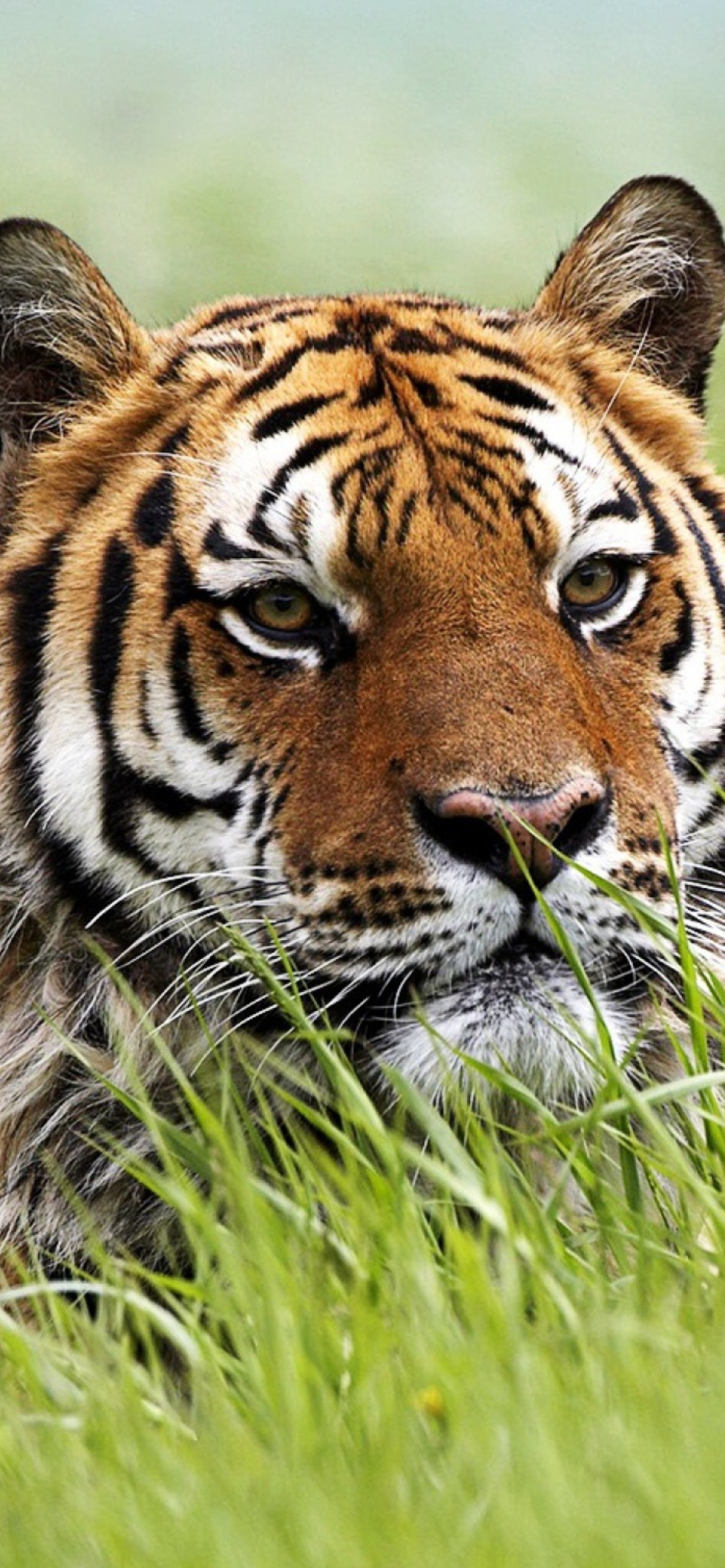 Обои Wild Siberian Tiger 1170x2532