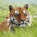 Das Wild Siberian Tiger Wallpaper 128x128