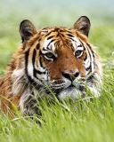 Wild Siberian Tiger wallpaper 128x160