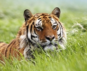 Обои Wild Siberian Tiger 176x144