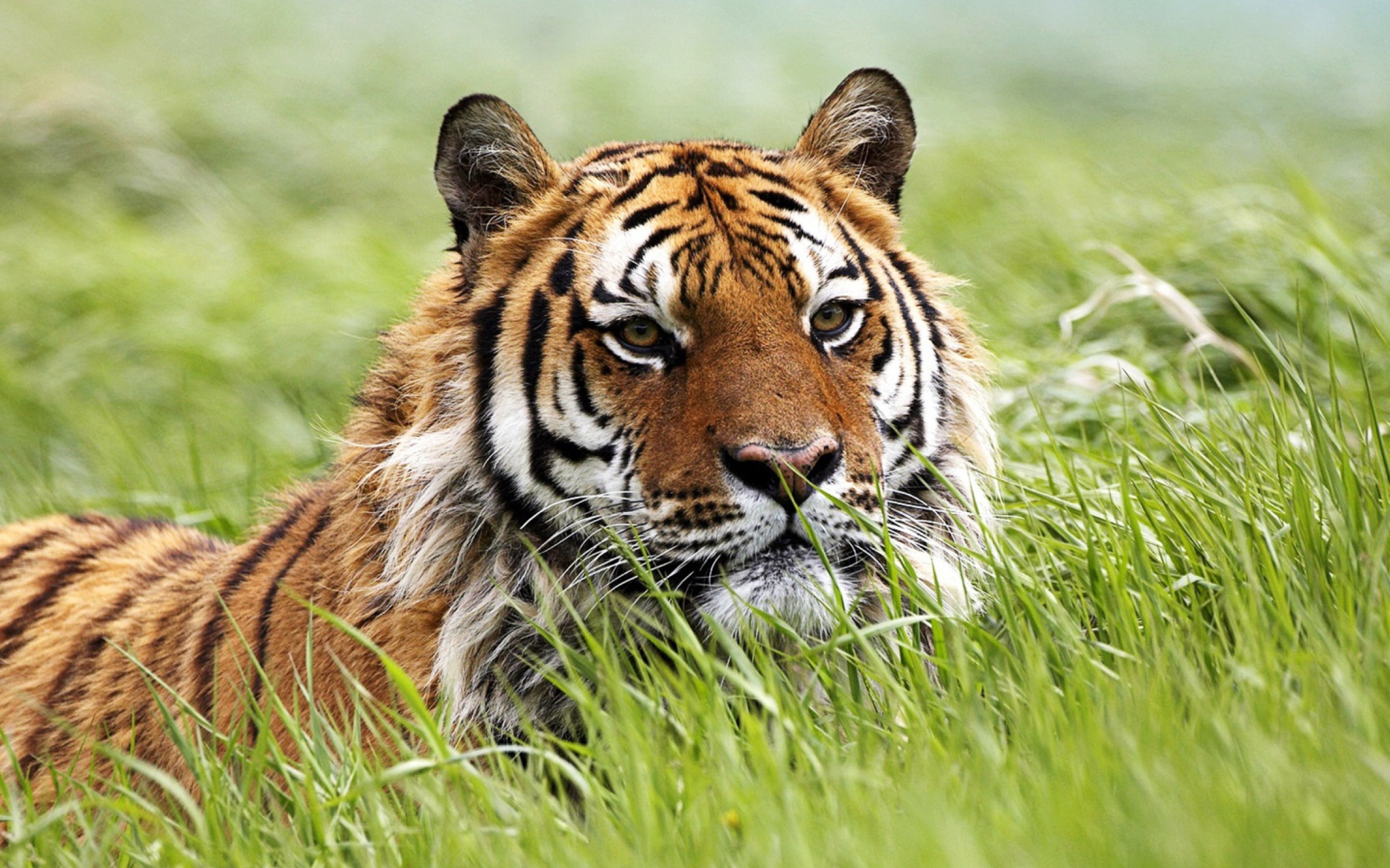 wild siberian tiger wallpaper for 2560x1600