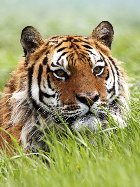 Das Wild Siberian Tiger Wallpaper 480x640