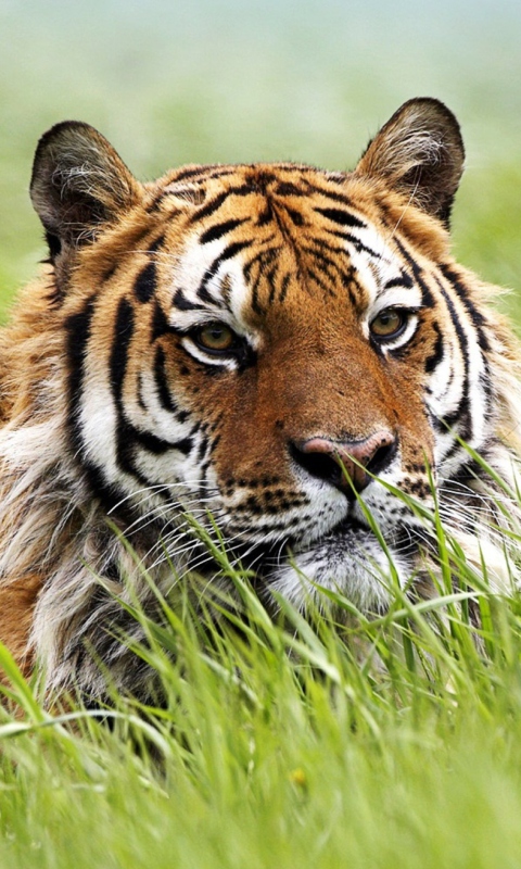 Wild Siberian Tiger wallpaper 480x800