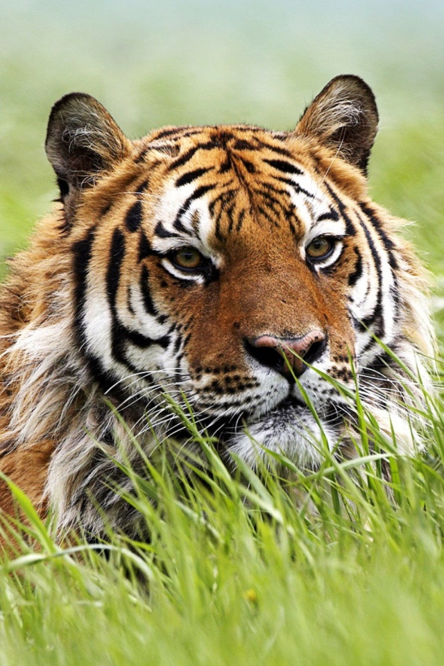 Das Wild Siberian Tiger Wallpaper 640x960