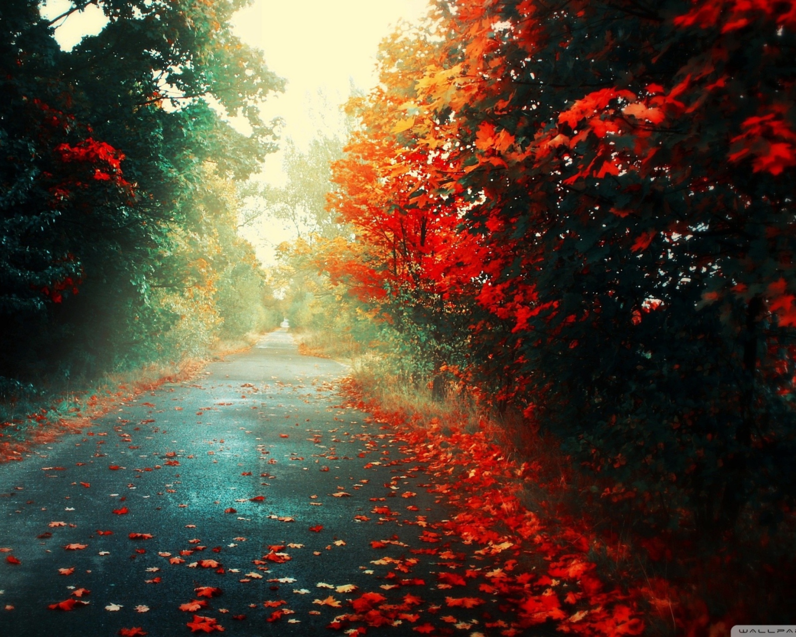 Red Trees wallpaper 1600x1280