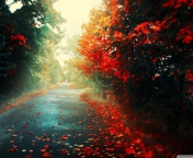 Red Trees wallpaper 176x144