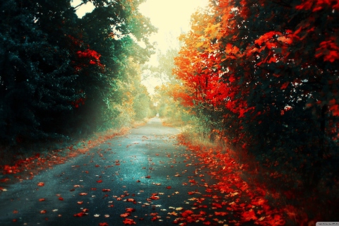 Red Trees wallpaper 480x320