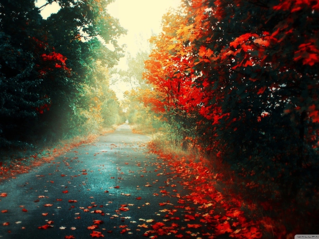 Red Trees wallpaper 640x480