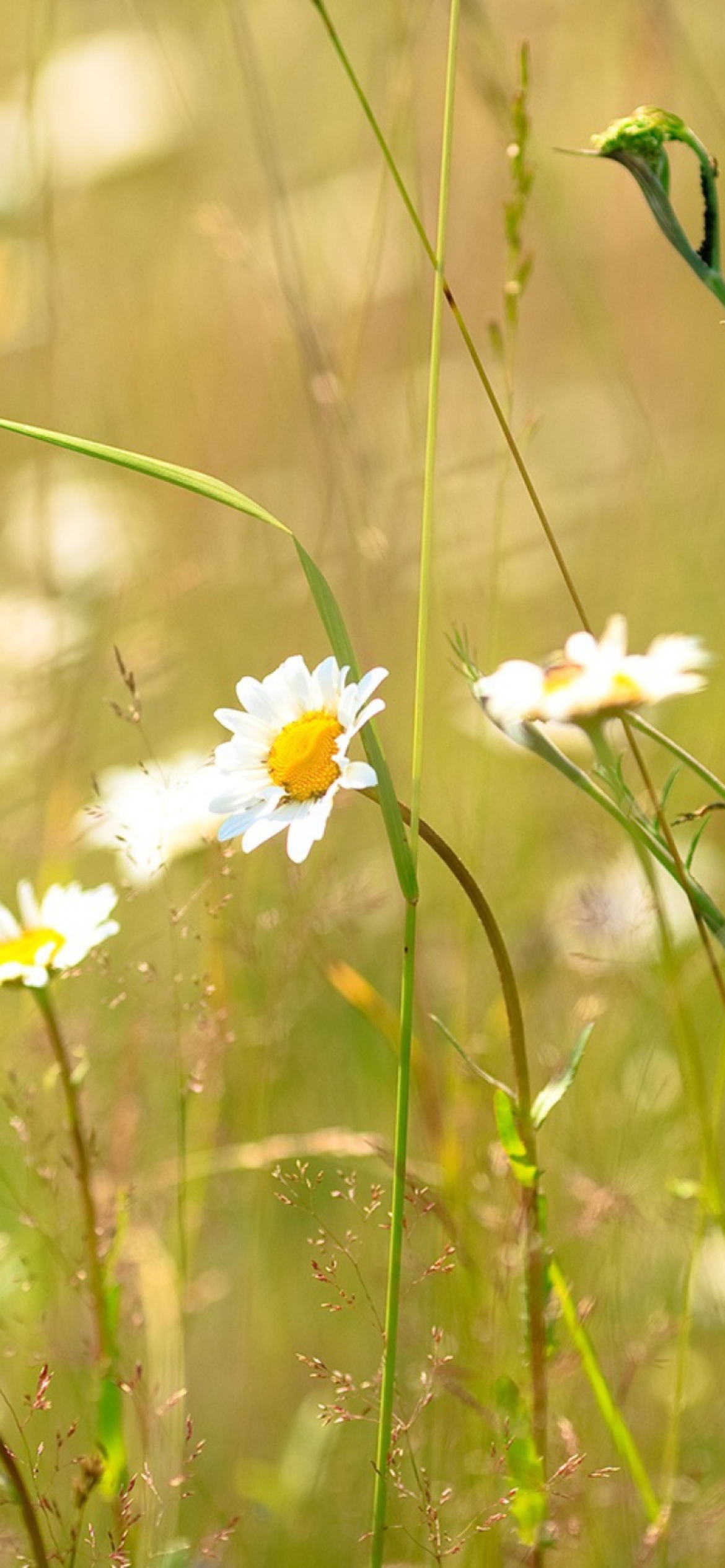 Screenshot №1 pro téma Flowers In The Meadow 1170x2532