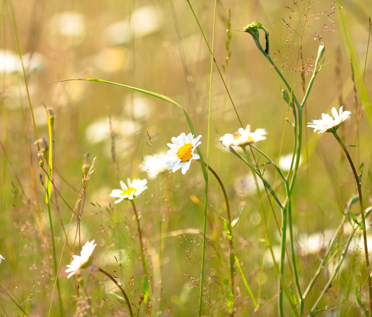 Das Flowers In The Meadow Wallpaper 1200x1024